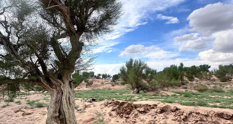Paysage désertique avec une végétation clairsemée, apparaissant incorrectement orienté.