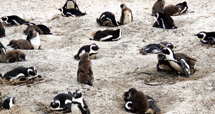 1 Day - Cape Town Scenic Helicopter Ride - Knap Tours Limited 4