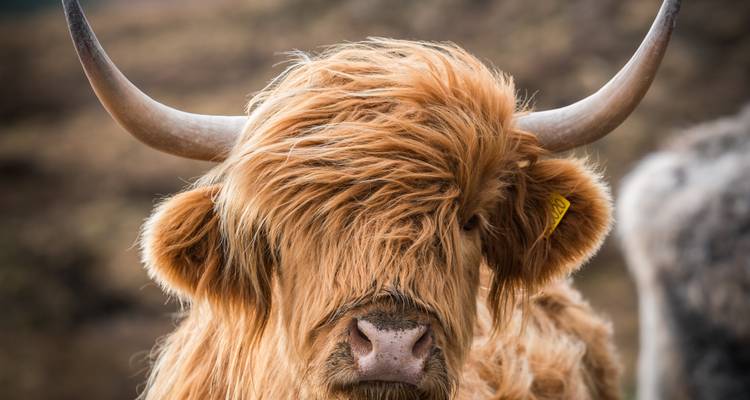 Close-up of a Highland cow with distinctive long hair.