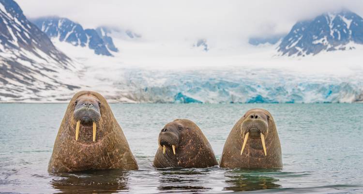 Spitzbergen Adventure: Fjord Vibes & Arctic Nights - journaway 2