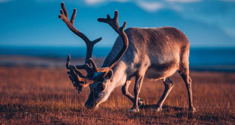 Spitzbergen Adventure: Fjord Vibes & Arctic Nights - journaway 4