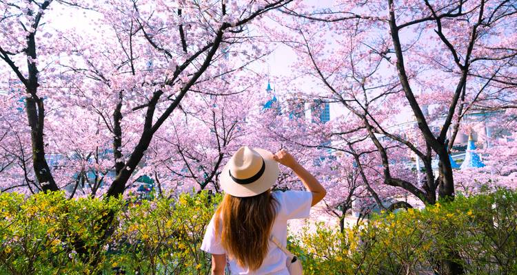 Japón y Corea: Shibuya, Shinto y la ciudad de Seúl - journaway 6