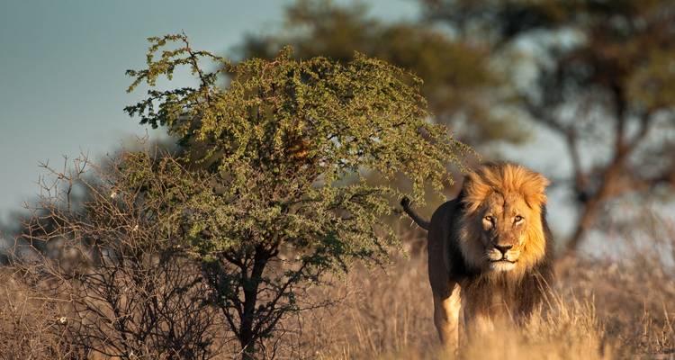 Great African Road Trip: Desert Dreams & Safari Wonders (18 destinations) - journaway 8