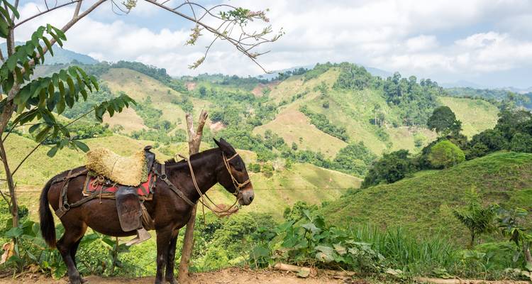 Colombia Calling: Donde la vida está llena de café y colores (3 destinations) - journaway 2