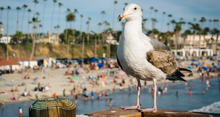 Roadtrip aux États-Unis : Cruisin' from the Strip to the Shore (3 destinations) - journaway DACH 2