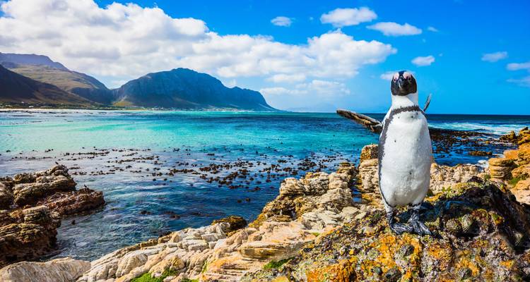 Afrique du Sud Garden Route : la vie sauvage, les vagues et les vibrations du road trip - journaway 6