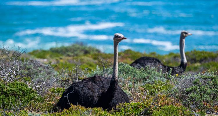 Afrique du Sud Garden Route : la vie sauvage, les vagues et les vibrations du road trip - journaway 7