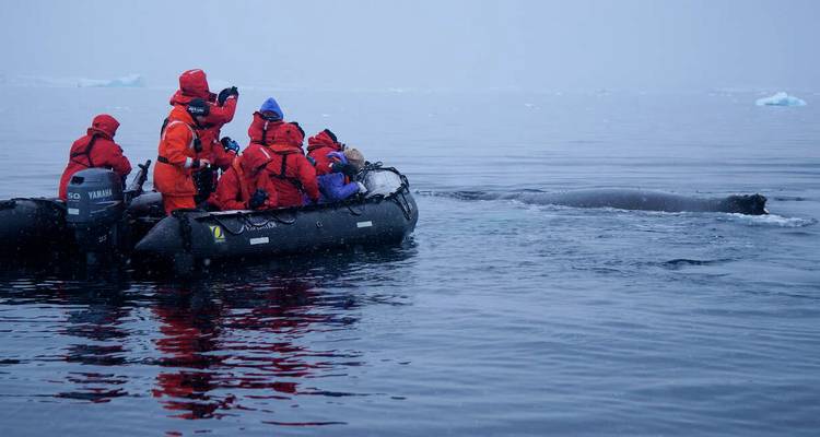 Grupo de personas en un barco observando una ballena.