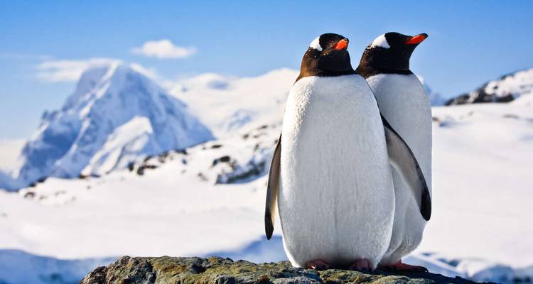 Dos pingüinos parados sobre una roca con montañas nevadas al fondo.