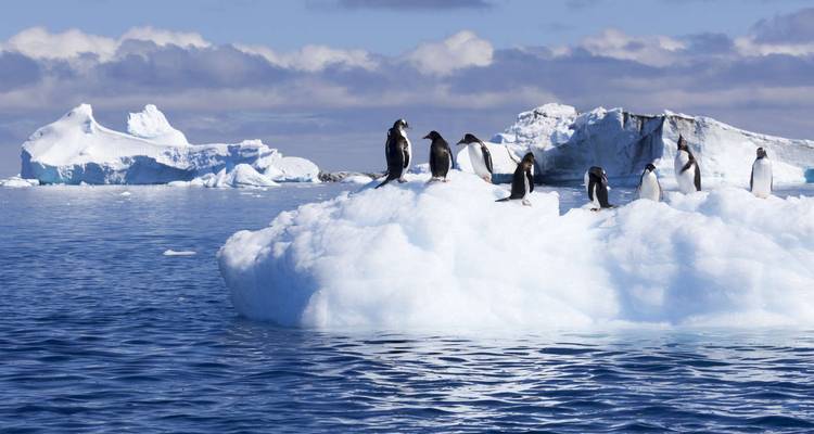 Des pingouins sur des icebergs dans une étendue océanique avec d'autres formations glaciaires.