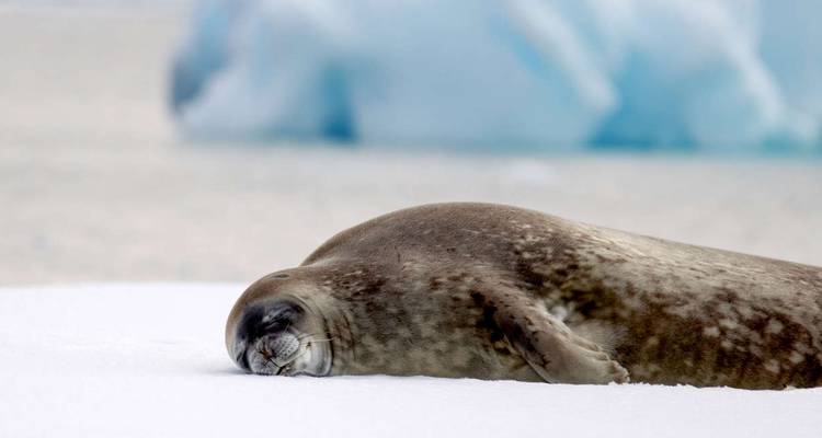 Phoque dormant sur la glace avec un paysage enneigé en arrière-plan.