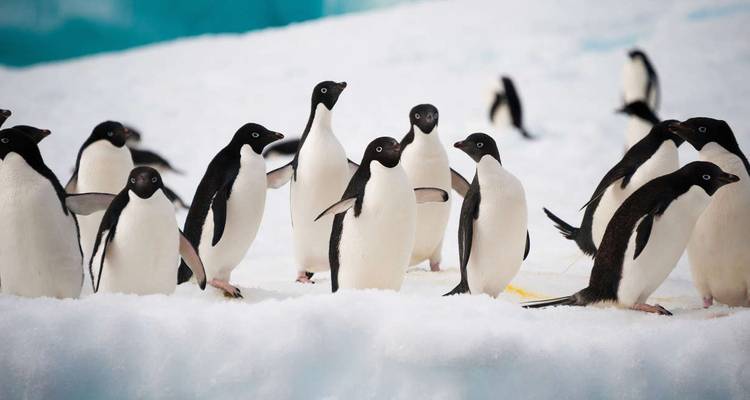 Groupe de manchots blottis sur un promontoire glacé.