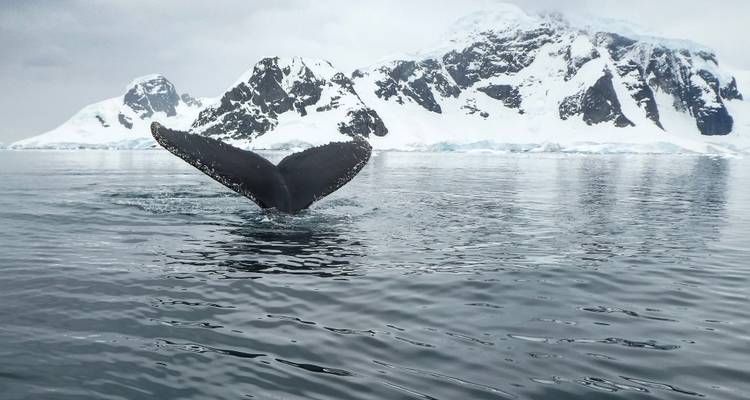 Whale tail emerging from the water near snowy mountains.