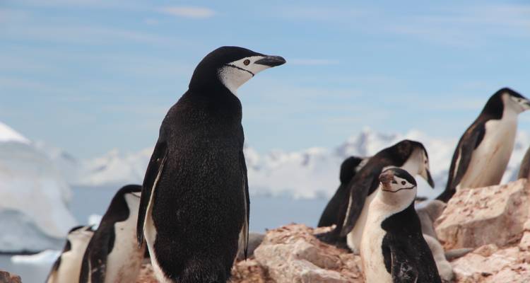 Penguins standing among rocks with snowy mountains in the background.
