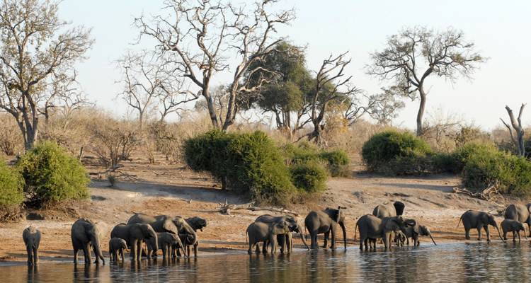 Crucero por el río Chobe al atardecer y avistamiento de animales - Knap Tours Limited 4