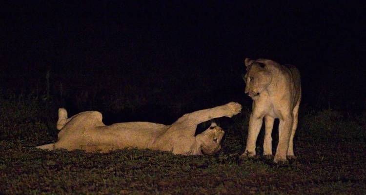 1 jour - Safari nocturne exclusif dans le Grand Kruger - Knap Tours Limited 1