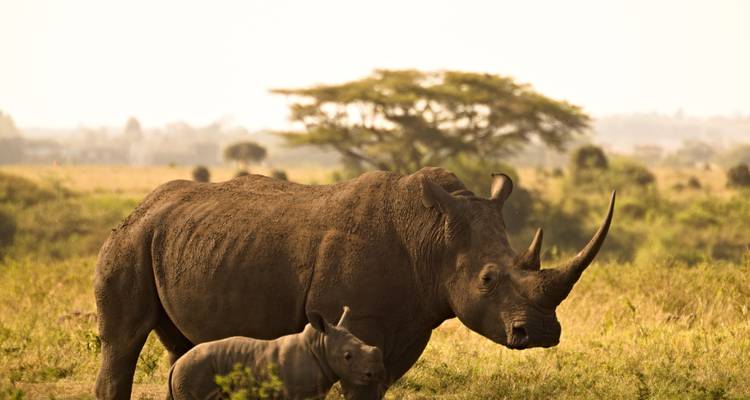 1 Day - Family Game Drive Safari in the Pilanesberg Park - Knap Tours Limited 1