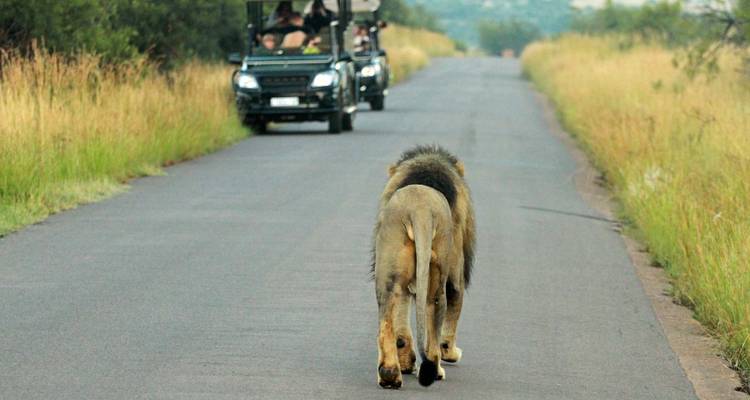 1 Day - Family Game Drive Safari in the Pilanesberg Park - Knap Tours Limited 3