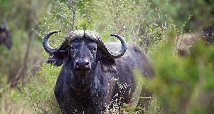 1 Day - Family Game Drive Safari in the Pilanesberg Park - Knap Tours Limited 7