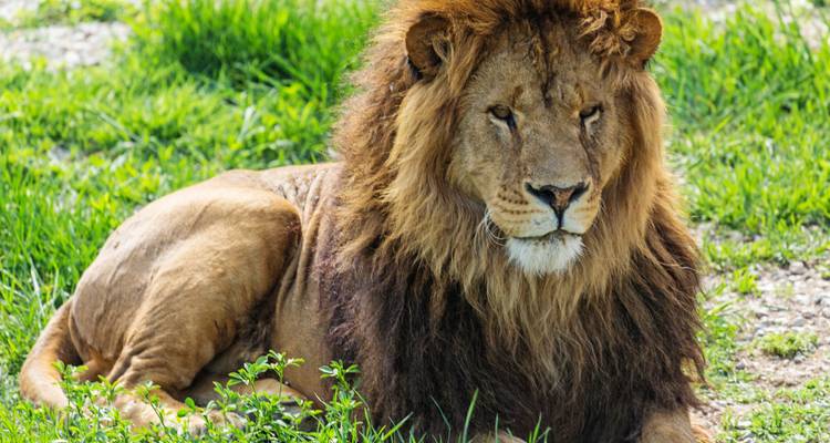 1 Day - Family Game Drive Safari in the Pilanesberg Park - Knap Tours Limited 9