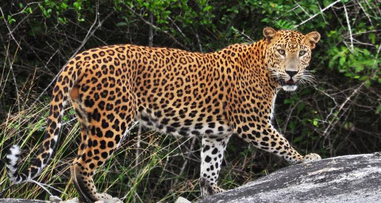 1 Day - Family Game Drive Safari in the Pilanesberg Park - Knap Tours Limited 10