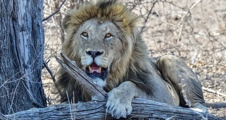 12 Days Wonders of Africa: Johannesburg, Walvis Bay, Victoria Falls, Cape Town, and Kruger National Park - Africa Moja Tours & Transfers 3