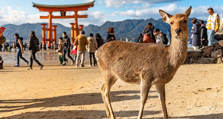 Le Japon à découvrir - Gebeco 1
