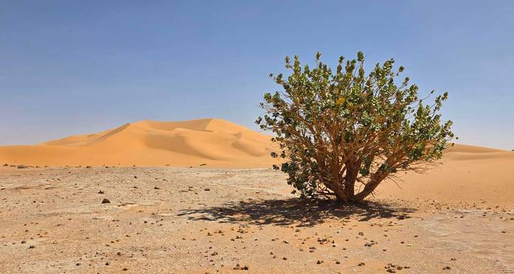 Un arbuste solitaire et résistant se dresse sur un sol désertique craquelé devant des dunes de sable orange ondulantes.