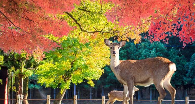 Japan Golden Route with Hiroshima 2026 - Tomato Travel 3