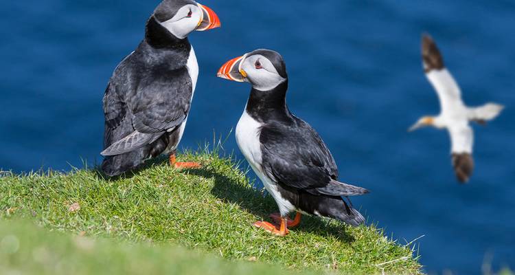 Scotland's Shetland Islands - Intrepid Travel 3