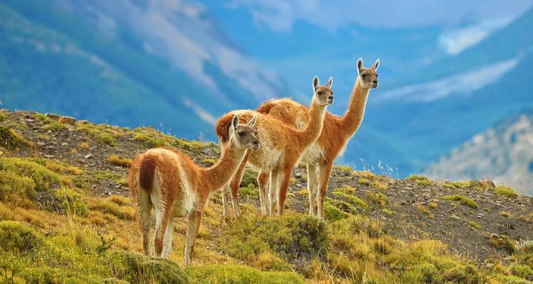 Drei Guanakos auf einem grasbewachsenen Hügel mit Bergen im Hintergrund.