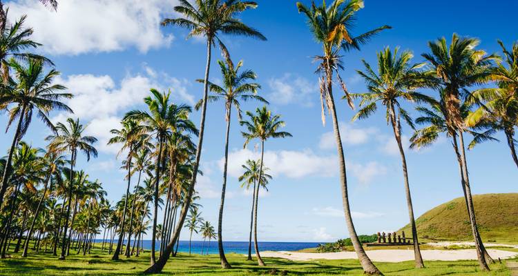 Palmen an einem Strand mit klarem Himmel und blauem Ozean.