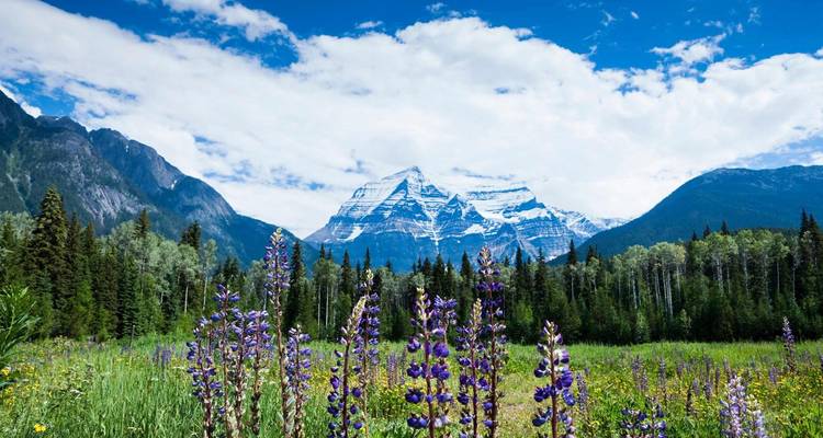 Panoramic Canadian Rockies (Oceanview Cruise) - Costsaver 5