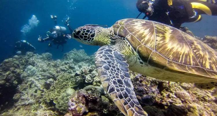 9 Days Diving in Bohol & Dumaguete & Moalboal & Malapascua (private guide & driver） - UME Travel Co. Ltd 1