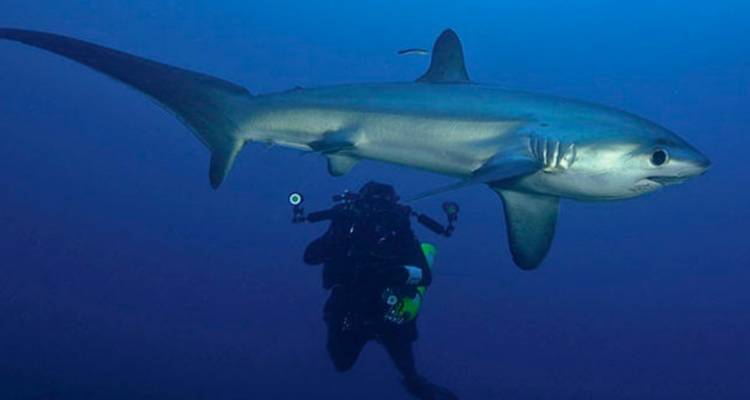 9 Days Diving in Bohol & Dumaguete & Moalboal & Malapascua (private guide & driver） - UME Travel Co. Ltd 4