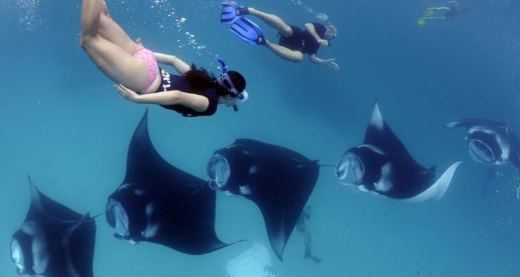 9 Days Diving in Bohol & Dumaguete & Moalboal & Malapascua (private guide & driver） - UME Travel Co. Ltd 6