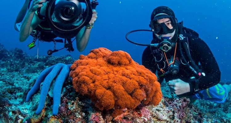 9 Days Diving in Bohol & Dumaguete & Moalboal & Malapascua (private guide & driver） - UME Travel Co. Ltd 7