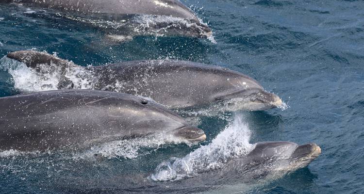 Les géants des bleus à Pico Island - Futurismo Azores Adventures 7