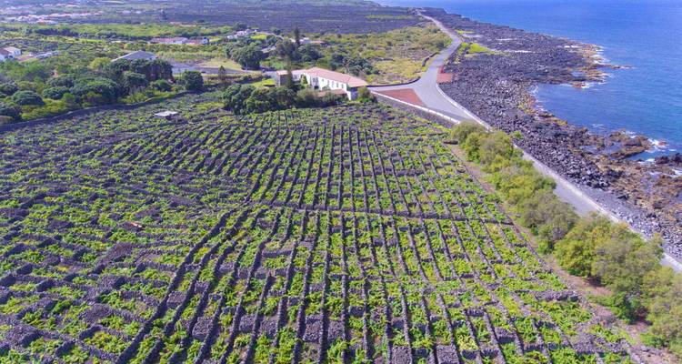 Vue aérienne d'un paysage de vignoble avec une route côtière.