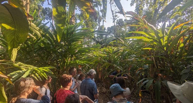 El grupo de turismo camina a través de una densa plantación de especias rodeada de plantas verdes y altas.