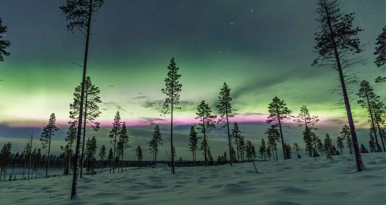 Les lumières vibrantes et roses de l'aurore boréale dansent au-dessus d'une forêt de pins enneigée en Laponie.