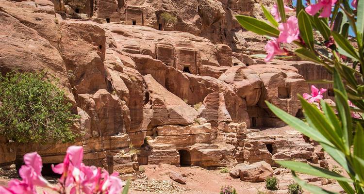 Cuevas excavadas en la roca de Petra enmarcadas por flores rosadas contra acantilados de arenisca iluminados por el sol.