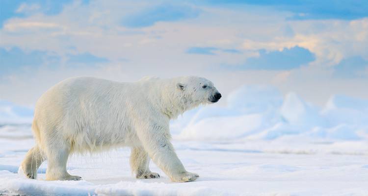 Spectaculaire Svalbard - 6 jours - On The Go Tours 5