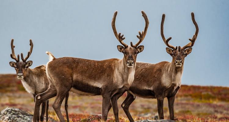 Drie rendieren staan alert op de herfstgekleurde toendra onder een helder lucht.