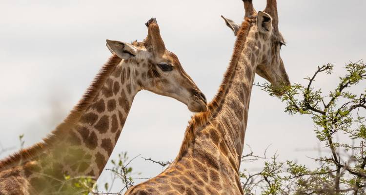 1 jour - Hluhluwe Imfolozi Bige Five Safari près de Durban - Knap Tours Limited 1