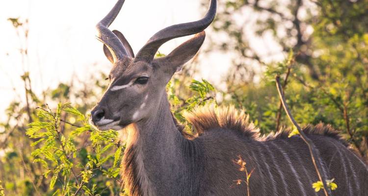 1 jour - Hluhluwe Imfolozi Bige Five Safari près de Durban - Knap Tours Limited 2
