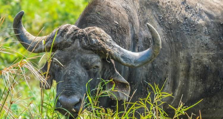 1 jour - Hluhluwe Imfolozi Bige Five Safari près de Durban - Knap Tours Limited 3
