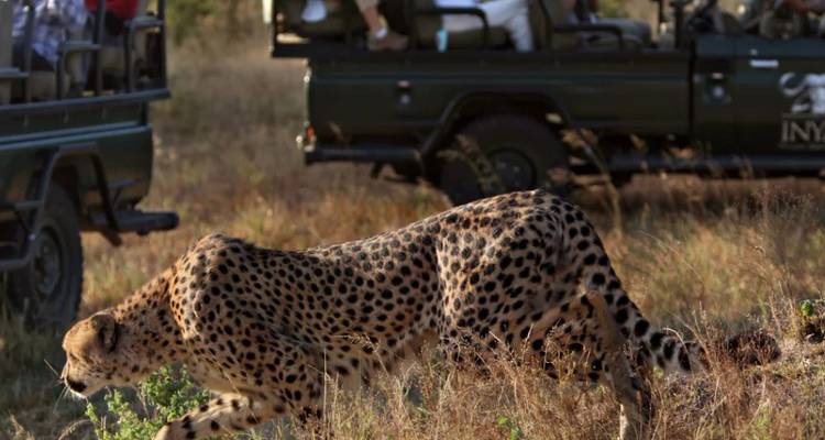 1 Día - Excursión panorámica por Kruger y el Cañón del río Blyde - Knap Tours Limited 4