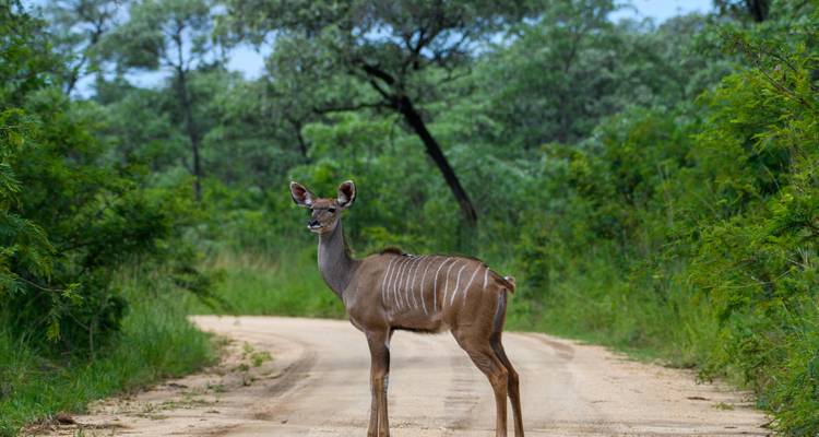 1 Día - Excursión panorámica por Kruger y el Cañón del río Blyde - Knap Tours Limited 6