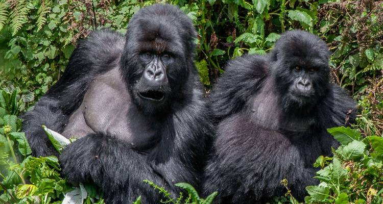 Deux gorilles des montagnes sont assis, alertes, dans une végétation luxuriante, l'un d'eux regardant directement l'appareil photo.